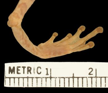 Media type: image;   Herpetology A-28565 Aspect: hind foot dorsal